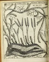 Picture 28 of 70 from Miscellanea Curiosa Medico-Physica Academiae Naturae Curiosorum (1671), leaf 197