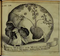 Picture 29 of 70 from Miscellanea Curiosa Medico-Physica Academiae Naturae Curiosorum (1671), leaf 205