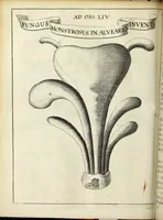Picture 30 of 70 from Miscellanea Curiosa Medico-Physica Academiae Naturae Curiosorum (1671), leaf 215