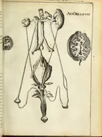 An illustration from Miscellanea Curiosa Medico-Physica Academiae Naturae Curiosorum (1671)