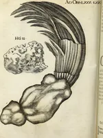 Picture 35 of 70 from Miscellanea Curiosa Medico-Physica Academiae Naturae Curiosorum (1671), leaf 269