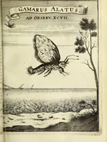 An illustration from Miscellanea Curiosa Medico-Physica Academiae Naturae Curiosorum (1671)