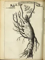 An illustration from Miscellanea Curiosa Medico-Physica Academiae Naturae Curiosorum (1671)