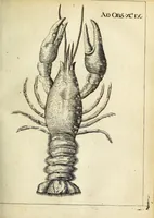 Picture 41 of 70 from Miscellanea Curiosa Medico-Physica Academiae Naturae Curiosorum (1671), leaf 296