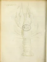 Picture 42 of 70 from Miscellanea Curiosa Medico-Physica Academiae Naturae Curiosorum (1671), leaf 297