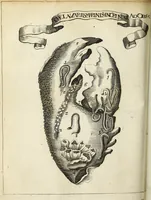 Picture 43 of 70 from Miscellanea Curiosa Medico-Physica Academiae Naturae Curiosorum (1671), leaf 299