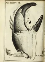 Picture 45 of 70 from Miscellanea Curiosa Medico-Physica Academiae Naturae Curiosorum (1671), leaf 301