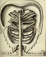 An illustration from Miscellanea Curiosa Medico-Physica Academiae Naturae Curiosorum (1671)