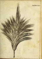 Picture 50 of 70 from Miscellanea Curiosa Medico-Physica Academiae Naturae Curiosorum (1671), leaf 318