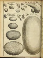 Picture 53 of 70 from Miscellanea Curiosa Medico-Physica Academiae Naturae Curiosorum (1671), leaf 359