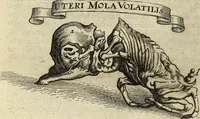 An illustration from Miscellanea Curiosa Medico-Physica Academiae Naturae Curiosorum (1671)
