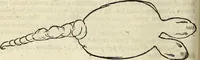 Picture 57 of 70 from Miscellanea Curiosa Medico-Physica Academiae Naturae Curiosorum (1671), leaf 415