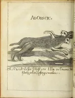 Picture 59 of 70 from Miscellanea Curiosa Medico-Physica Academiae Naturae Curiosorum (1671), leaf 445