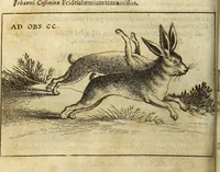 An illustration from Miscellanea Curiosa Medico-Physica Academiae Naturae Curiosorum (1671)