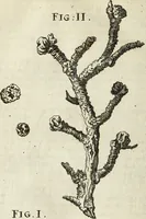 An illustration from Miscellanea Curiosa Medico-Physica Academiae Naturae Curiosorum (1671)