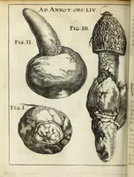 Picture 64 of 70 from Miscellanea Curiosa Medico-Physica Academiae Naturae Curiosorum (1671), leaf 545