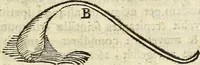 Picture 67 of 70 from Miscellanea Curiosa Medico-Physica Academiae Naturae Curiosorum (1671), leaf 588