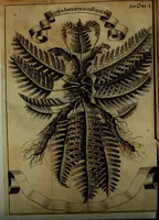 Picture 7 of 70 from Miscellanea Curiosa Medico-Physica Academiae Naturae Curiosorum (1671), leaf 74