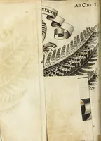 Picture 8 of 70 from Miscellanea Curiosa Medico-Physica Academiae Naturae Curiosorum (1671), leaf 75