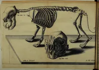 Picture 10 of 70 from Miscellanea Curiosa Medico-Physica Academiae Naturae Curiosorum (1671), leaf 88