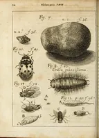 Picture 8 of 18 from Miscellanea Curiosa, sive Ephemiridum Medico-Physicarum Germanicarum Academiae Naturae Curiosorum (1684), leaf 138