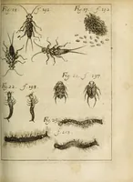 Picture 9 of 18 from Miscellanea Curiosa, sive Ephemiridum Medico-Physicarum Germanicarum Academiae Naturae Curiosorum (1684), leaf 239