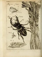 An illustration from Miscellanea Curiosa, sive Ephemiridum Medico-Physicarum Germanicarum Academiae Naturae Curiosorum (1684)