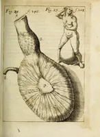 An illustration from Miscellanea Curiosa, sive Ephemiridum Medico-Physicarum Germanicarum Academiae Naturae Curiosorum (1684)