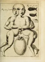 An illustration from Miscellanea Curiosa, sive Ephemiridum Medico-Physicarum Germanicarum Academiae Naturae Curiosorum (1684)