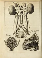 An illustration from Miscellanea Curiosa, sive Ephemiridum Medico-Physicarum Germanicarum Academiae Naturae Curiosorum (1684)