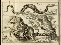 Picture 4 of 18 from Miscellanea Curiosa, sive Ephemiridum Medico-Physicarum Germanicarum Academiae Naturae Curiosorum (1684), leaf 50