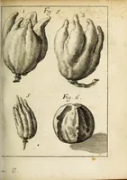 Picture 6 of 18 from Miscellanea Curiosa, sive Ephemiridum Medico-Physicarum Germanicarum Academiae Naturae Curiosorum (1684), leaf 69