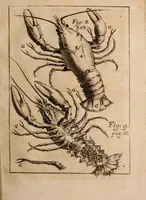 An illustration from Miscellanea curiosa, sive, Ephemeridum medico-physicarum Germanicarum Academiae Naturae curiosorum (1688)