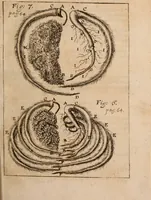 An illustration from Miscellanea curiosa, sive, Ephemeridum medico-physicarum Germanicarum Academiae Naturae curiosorum (1688)
