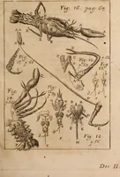 An illustration from Miscellanea curiosa, sive, Ephemeridum medico-physicarum Germanicarum Academiae Naturae curiosorum (1688)