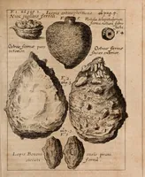 An illustration from Miscellanea curiosa, sive, Ephemeridum medico-physicarum Germanicarum Academiae Naturae curiosorum (1688)