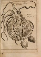 An illustration from Miscellanea curiosa, sive, Ephemeridum medico-physicarum Germanicarum Academiae Naturae curiosorum (1688)