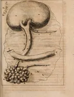 An illustration from Miscellanea curiosa, sive, Ephemeridum medico-physicarum Germanicarum Academiae Naturae curiosorum (1688)