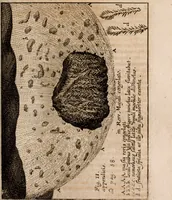 An illustration from Miscellanea curiosa, sive, Ephemeridum medico-physicarum Germanicarum Academiae Naturae curiosorum (1688)