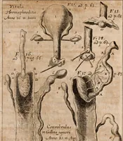 An illustration from Miscellanea curiosa, sive, Ephemeridum medico-physicarum Germanicarum Academiae Naturae curiosorum (1688)
