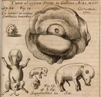 Picture 69 of 103 from Miscellanea curiosa, sive, Ephemeridum medico-physicarum Germanicarum Academiae Naturae curiosorum (1688), leaf 1356