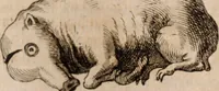 An illustration from Miscellanea curiosa, sive, Ephemeridum medico-physicarum Germanicarum Academiae Naturae curiosorum (1688)
