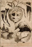 An illustration from Miscellanea curiosa, sive, Ephemeridum medico-physicarum Germanicarum Academiae Naturae curiosorum (1688)