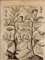 An illustration from Miscellanea curiosa, sive, Ephemeridum medico-physicarum Germanicarum Academiae Naturae curiosorum (1688)