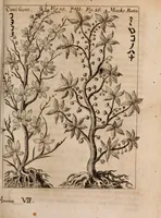 An illustration from Miscellanea curiosa, sive, Ephemeridum medico-physicarum Germanicarum Academiae Naturae curiosorum (1688)