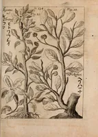 An illustration from Miscellanea curiosa, sive, Ephemeridum medico-physicarum Germanicarum Academiae Naturae curiosorum (1688)