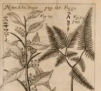 An illustration from Miscellanea curiosa, sive, Ephemeridum medico-physicarum Germanicarum Academiae Naturae curiosorum (1688)