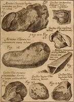 An illustration from Miscellanea curiosa, sive, Ephemeridum medico-physicarum Germanicarum Academiae Naturae curiosorum (1688)