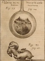 Picture 18 of 103 from Miscellanea curiosa, sive, Ephemeridum medico-physicarum Germanicarum Academiae Naturae curiosorum (1688), leaf 178