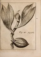 An illustration from Miscellanea curiosa, sive, Ephemeridum medico-physicarum Germanicarum Academiae Naturae curiosorum (1688)